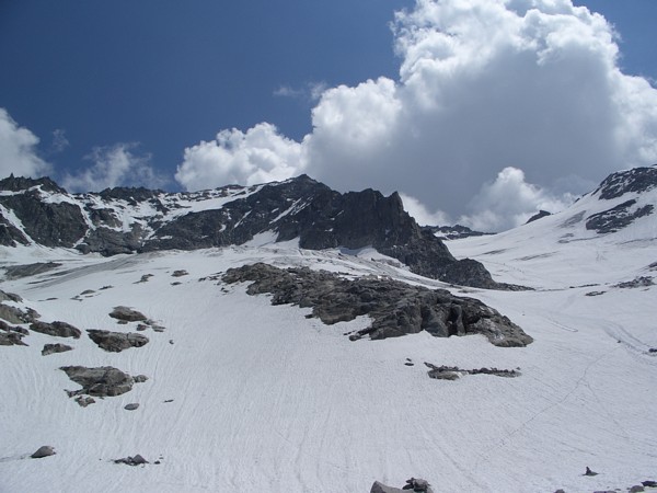 Großer Löffler
